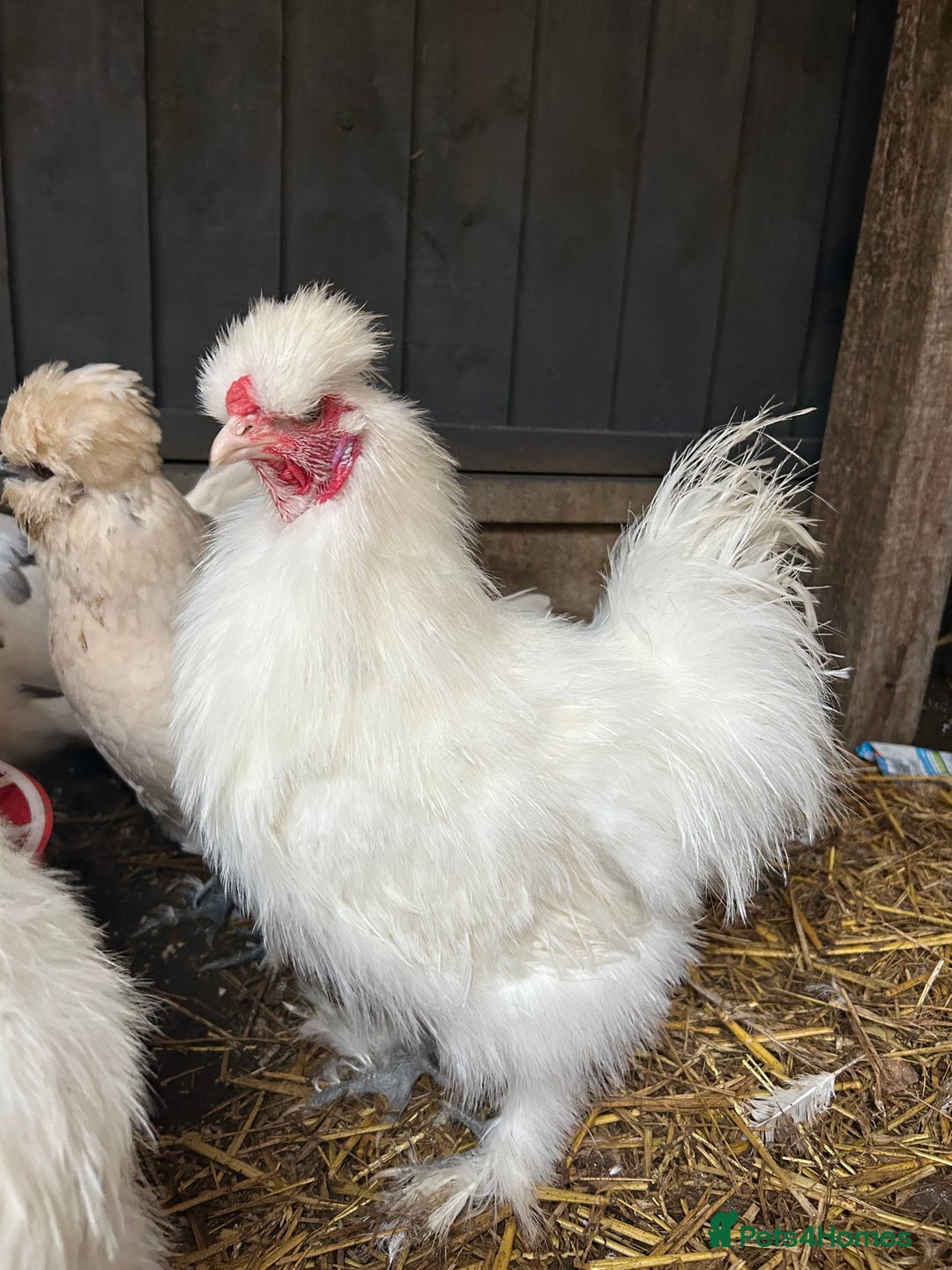 Chickens poultry for sale: Silkie cockerels & unsexed grower - Advert 7