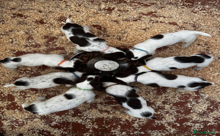 English Springer Spaniel dogs - Advert 11