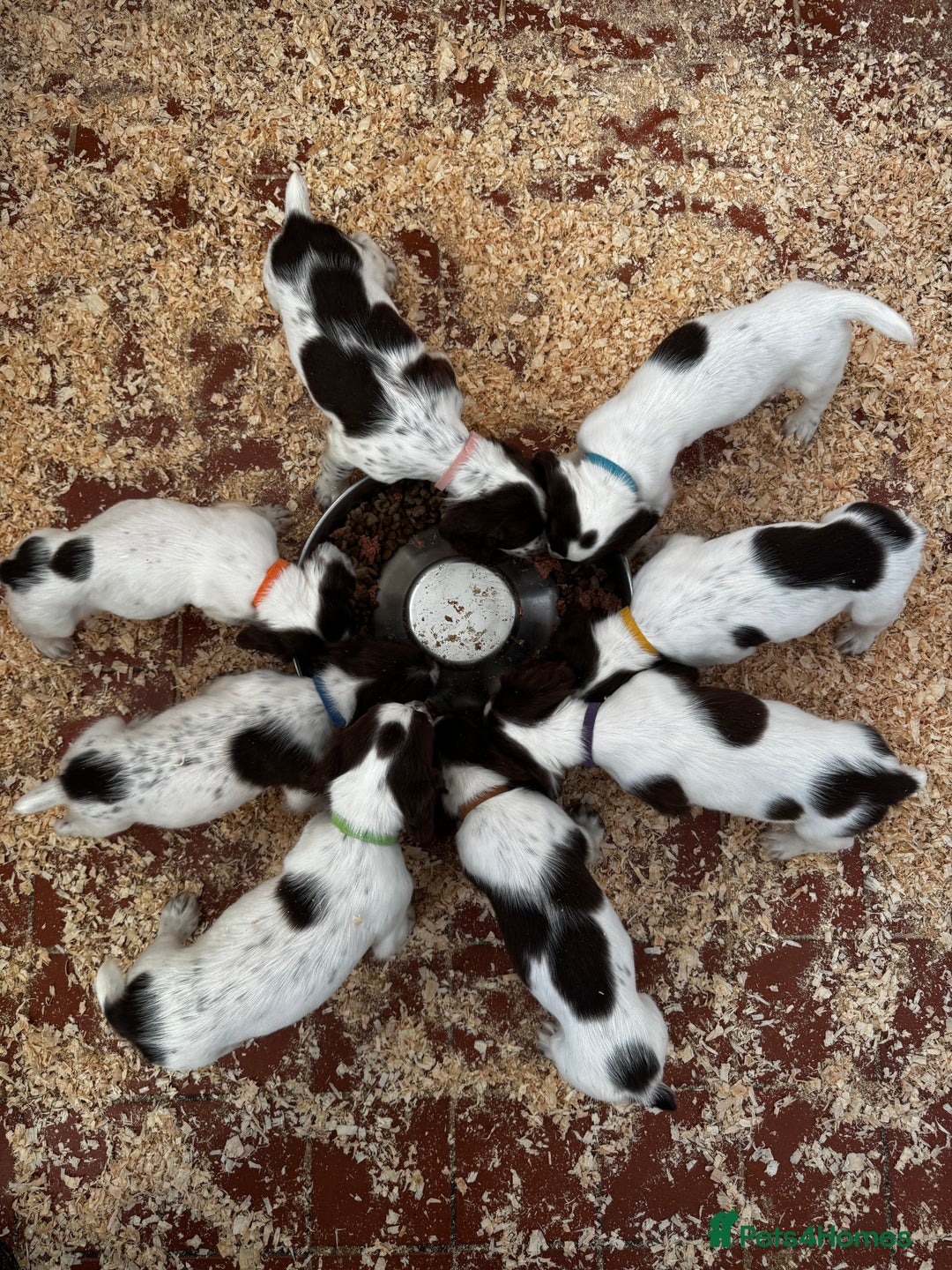 English Springer Spaniel dogs for sale: Springer spaniel puppies - Image 1