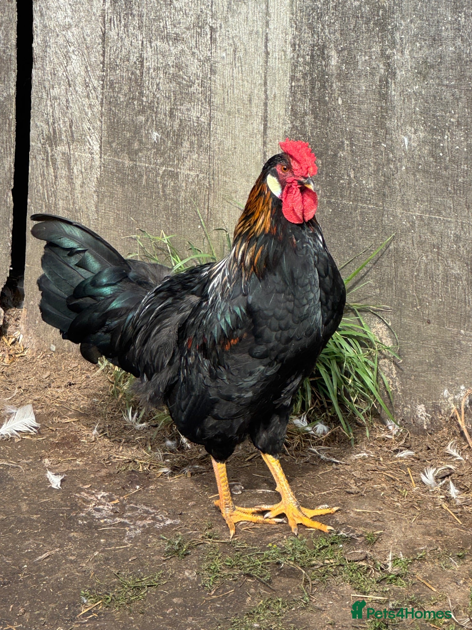 Chickens poultry Mixed breed cockerels - Advert 1