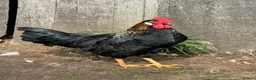 Chickens poultry for sale: Mixed breed cockerels - Advert 1