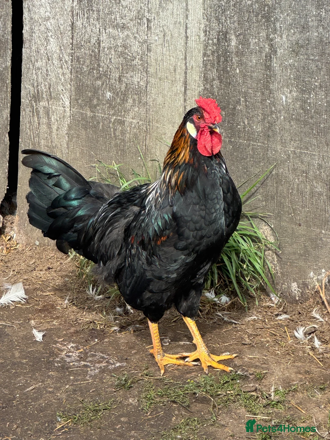 Chickens poultry for sale: Mixed breed cockerels - Advert 1