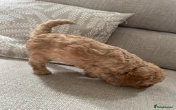 Mixed Breed dogs for sale: Beautiful cocker/cavapoo puppies  - Image 8