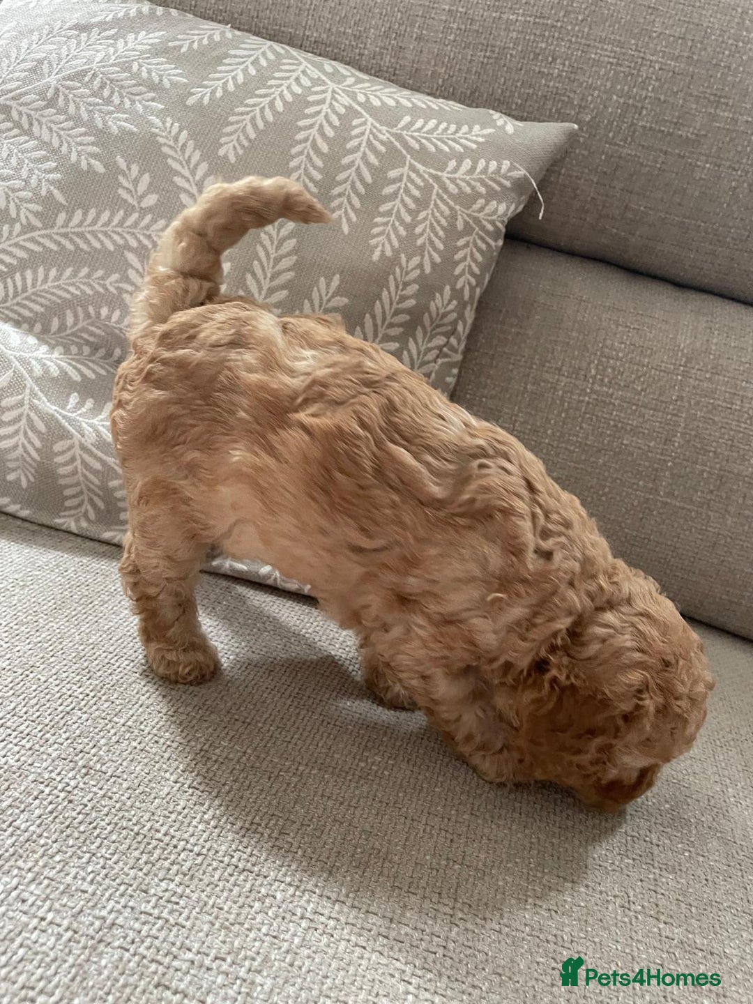 Mixed Breed dogs for sale: Beautiful cocker/cavapoo puppies  - Image 8