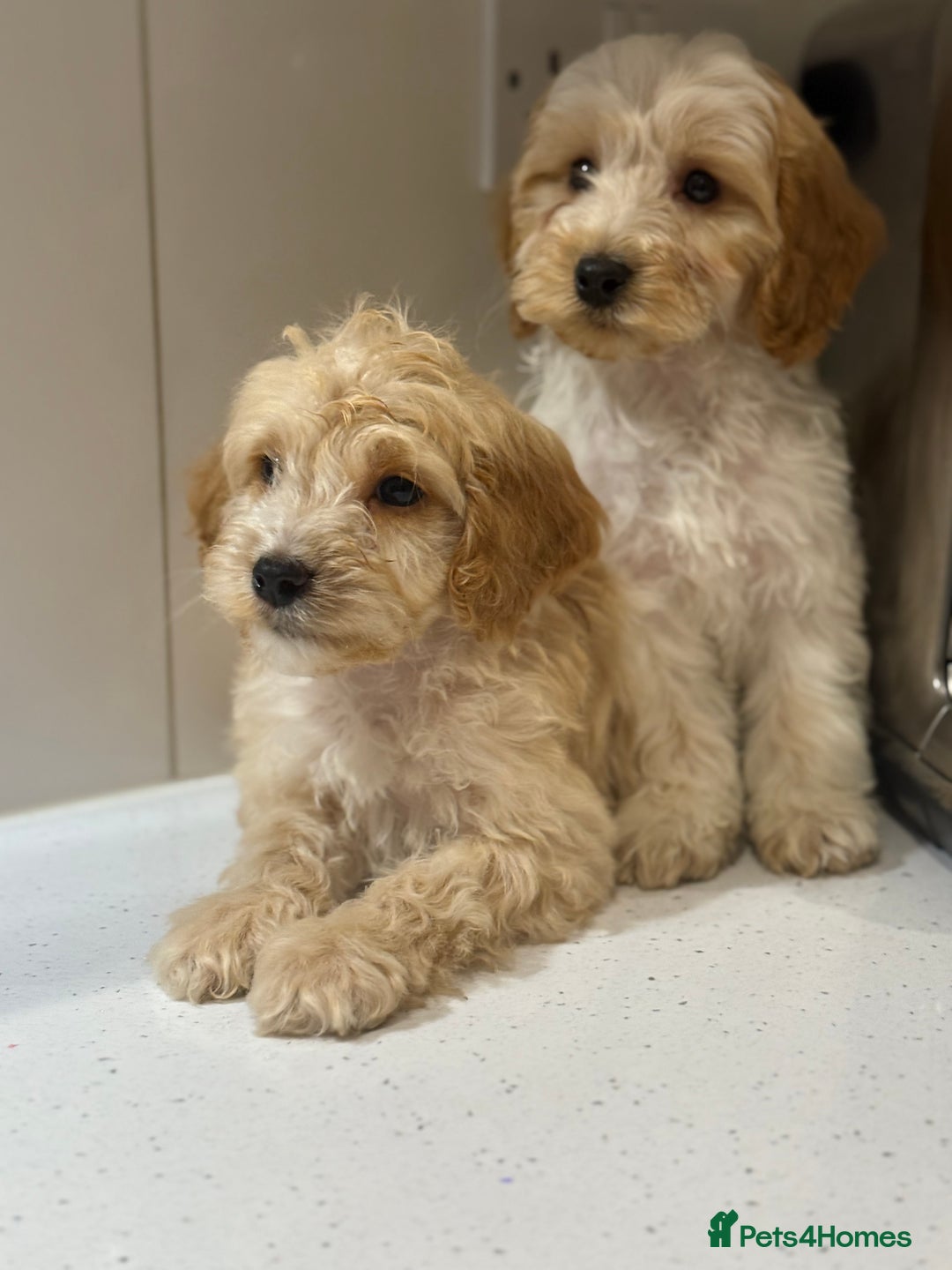 Cavapoo dogs for sale: F1 CAVAPOOS BOYS AND GIRLS - Advert 12