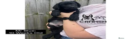 Labrador Retriever dogs for sale: Outstanding, Health Tested, KC Reg, Labrador Pups - Advert 5