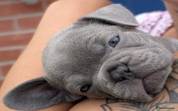 French Bulldog dogs for sale: Stunning French bulldog puppies 🐕 - Image 21