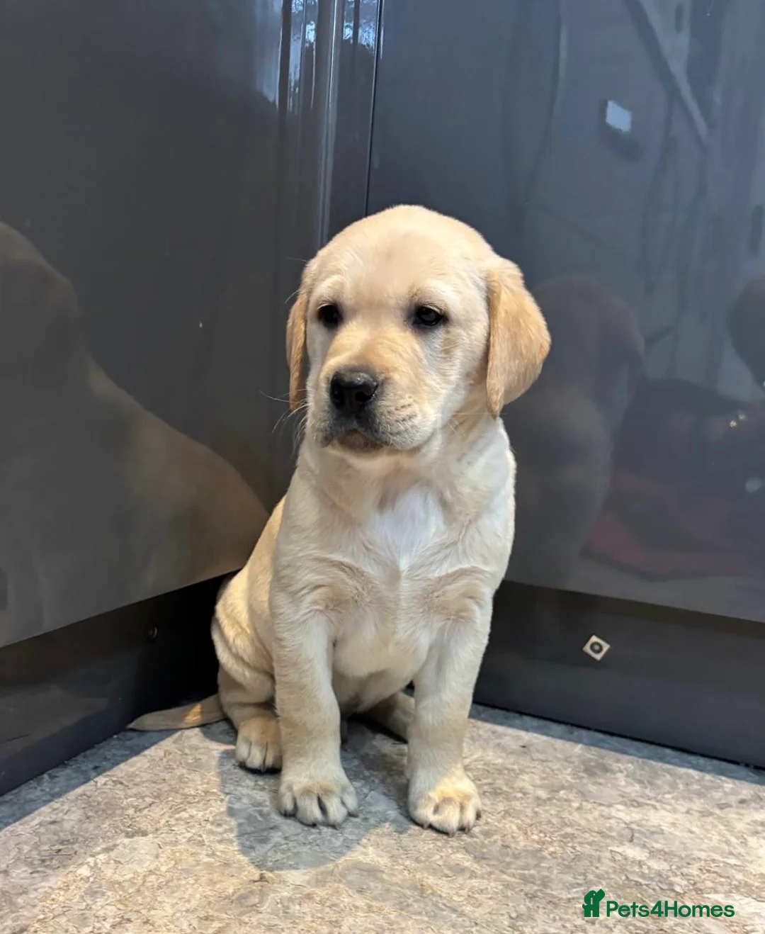 Labrador Retriever dogs for sale: Labrador puppies in Bishop Auckland - Advert 2