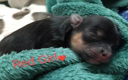 Morkie dogs for sale: Beautiful Morkie Puppies - Image 14