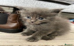 Maine Coon cats for sale: Purebred Maine Coon Male Kittens. Blue,Tabby,Black - Image 17