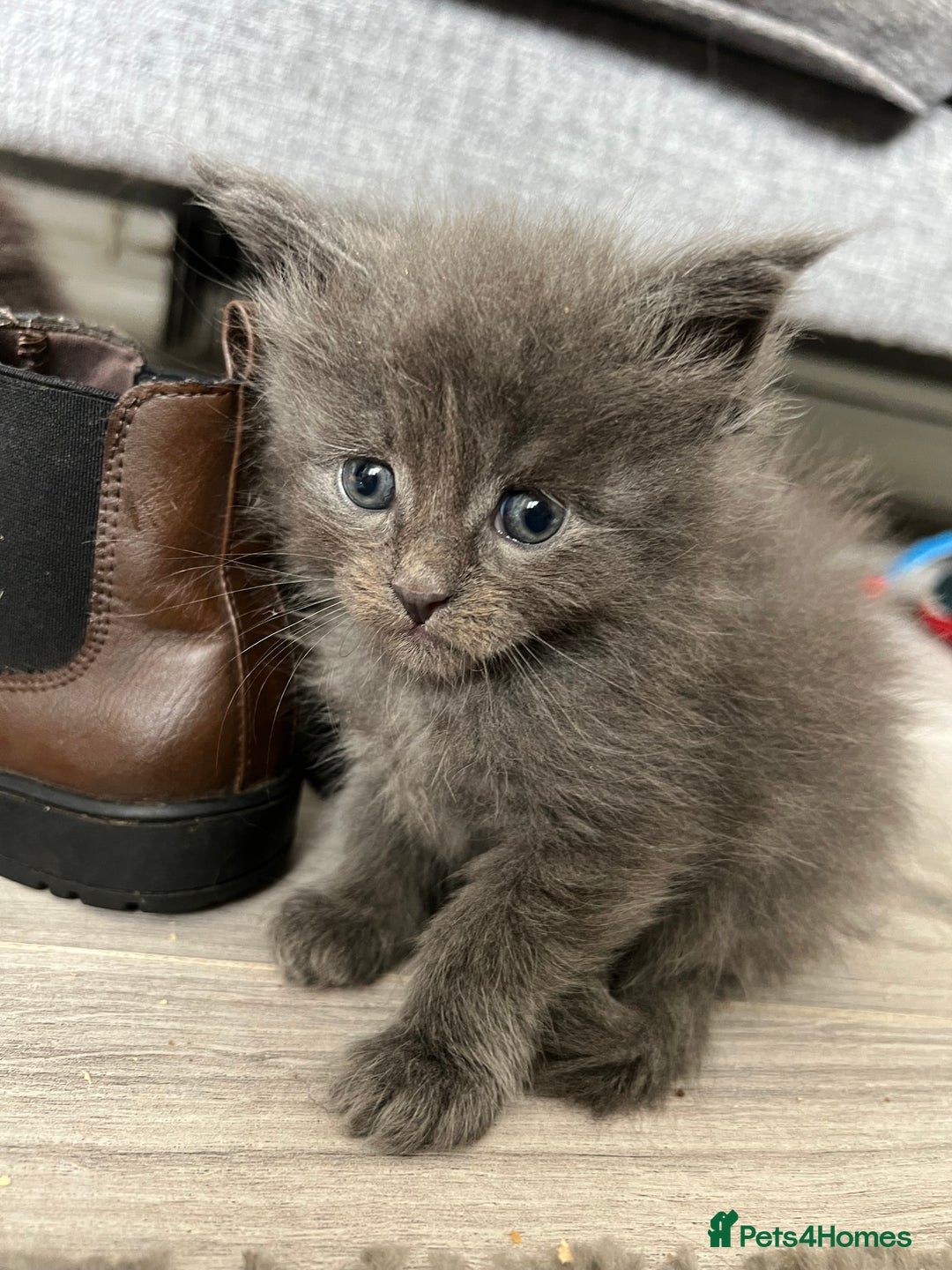 Maine Coon cats for sale: Purebred Maine Coon Male Kittens. Blue,Tabby,Black - Image 17