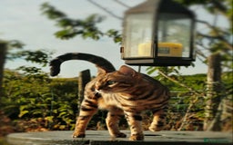 Bengal cats for sale: ⭐️TICA Triple Grand Champion⭐️ - Image 4