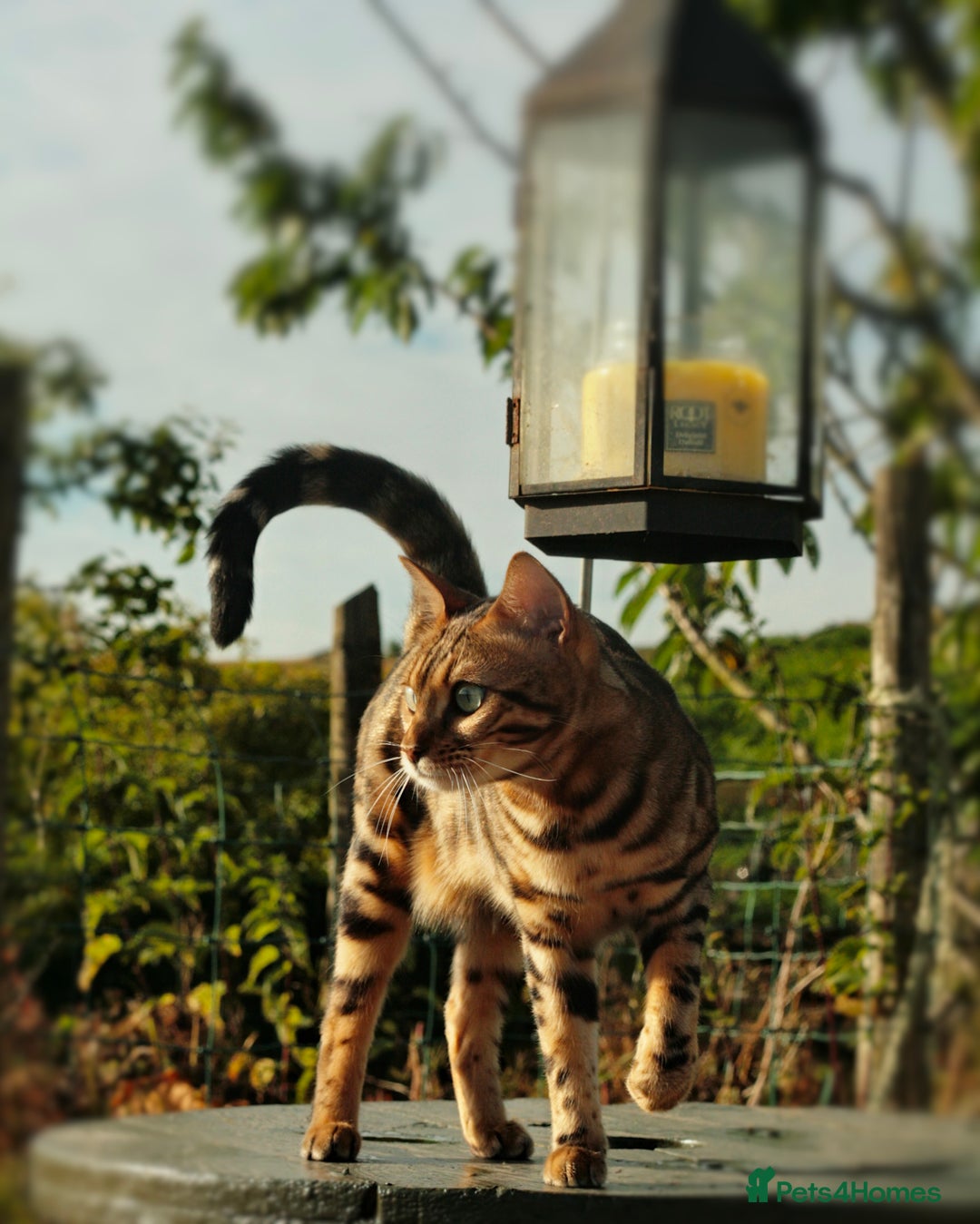 Bengal cats for sale: ⭐️TICA Triple Grand Champion⭐️ - Image 4