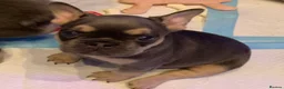 French Bulldog dogs for sale: Isabella fluffy  **  french bulldogs - Advert 6