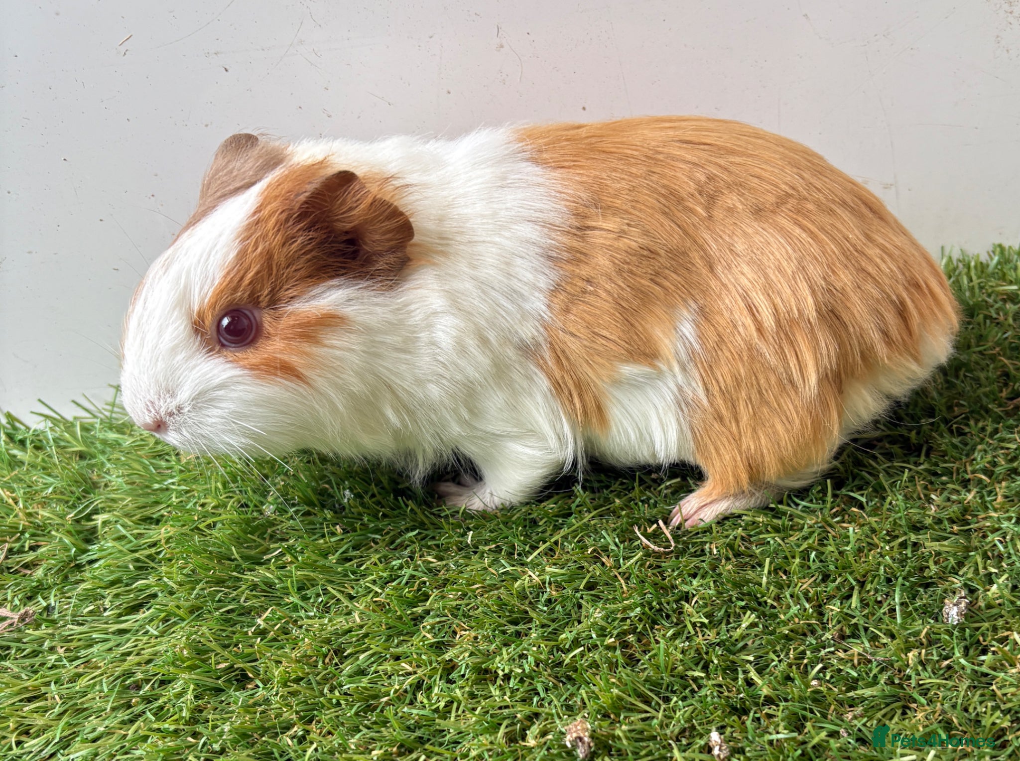 Guinea Pig rodents Calm, Guineas pig girls  - Advert 2