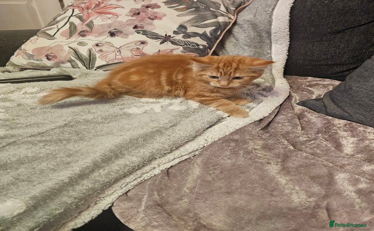 Maine Coon cats - Advert 3