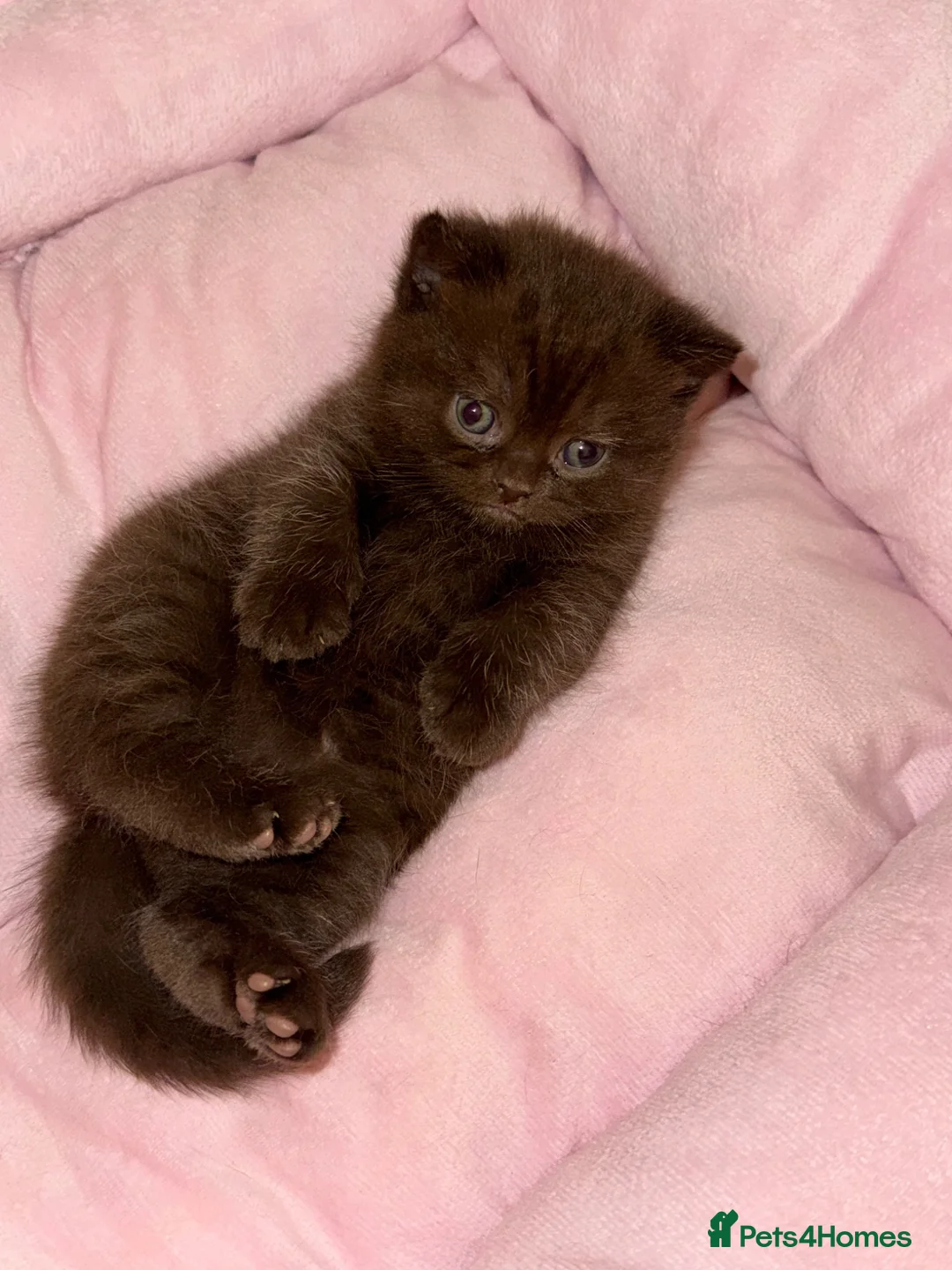 British Shorthair cats for sale: 2 British Shorthairs  - Advert 19