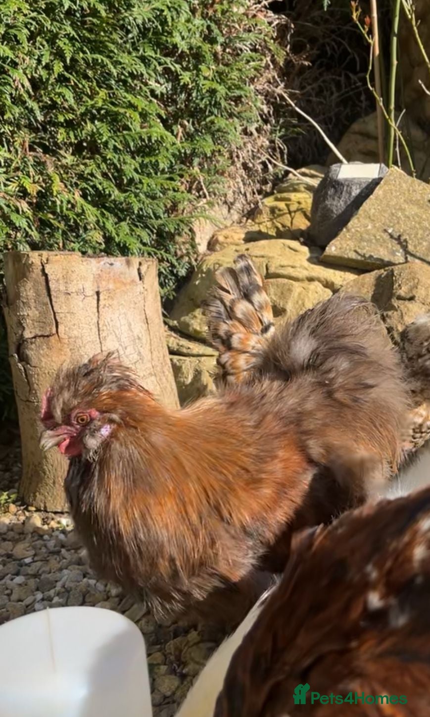 Chickens poultry Brown Hazel Silkie with Comb - Advert 3
