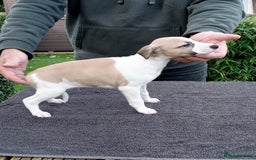 Whippet dogs for sale: STUNNING LITTER OF KC REGISTERED WHIPPET PUPPIES  - Image 12