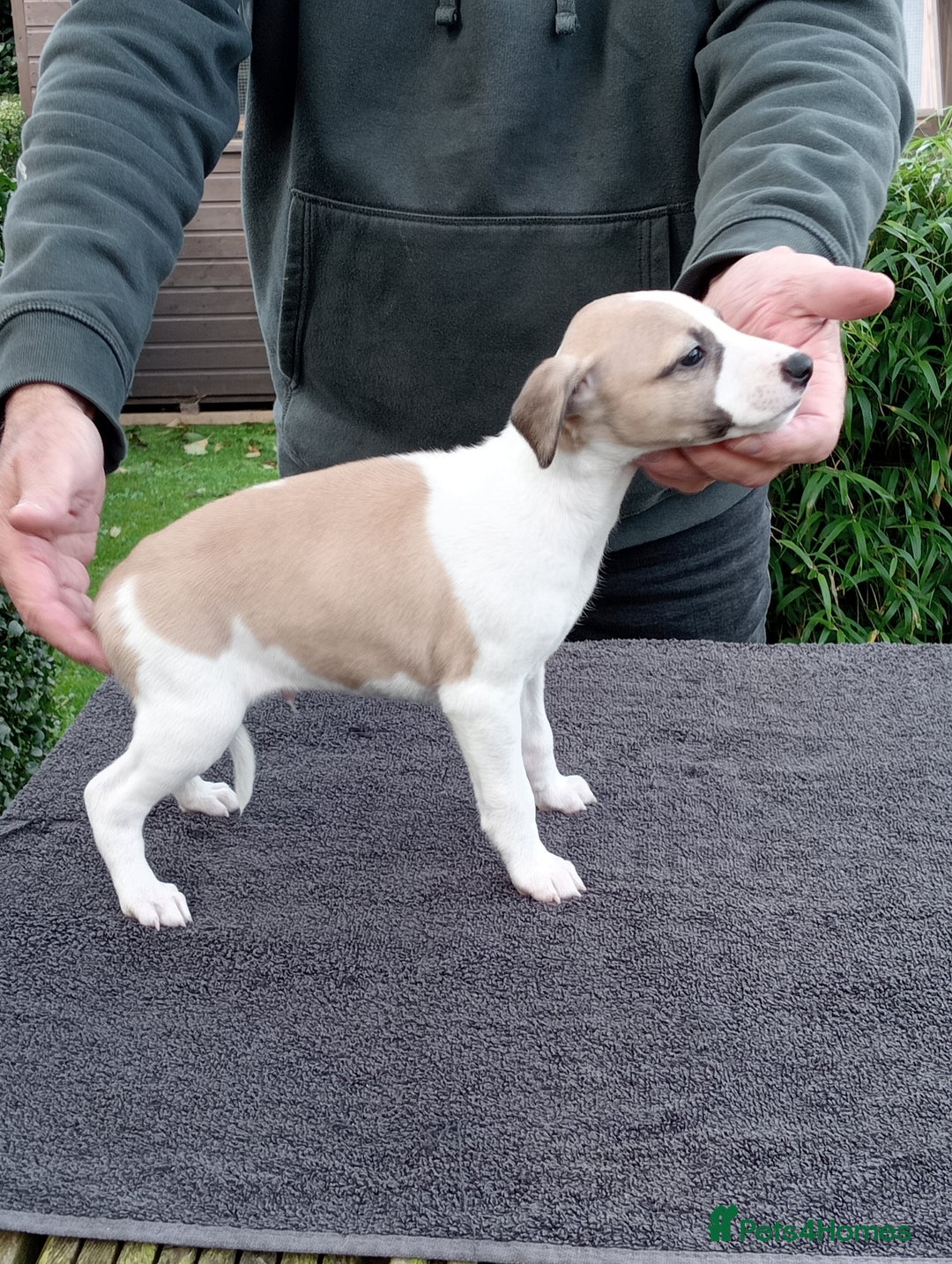 Whippet dogs for sale: STUNNING LITTER OF KC REGISTERED WHIPPET PUPPIES  - Image 12