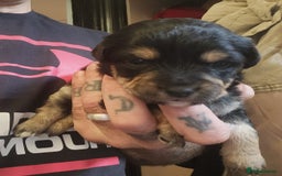 Mixed Breed dogs for sale: Beautiful jackchi puppies  - Image 5