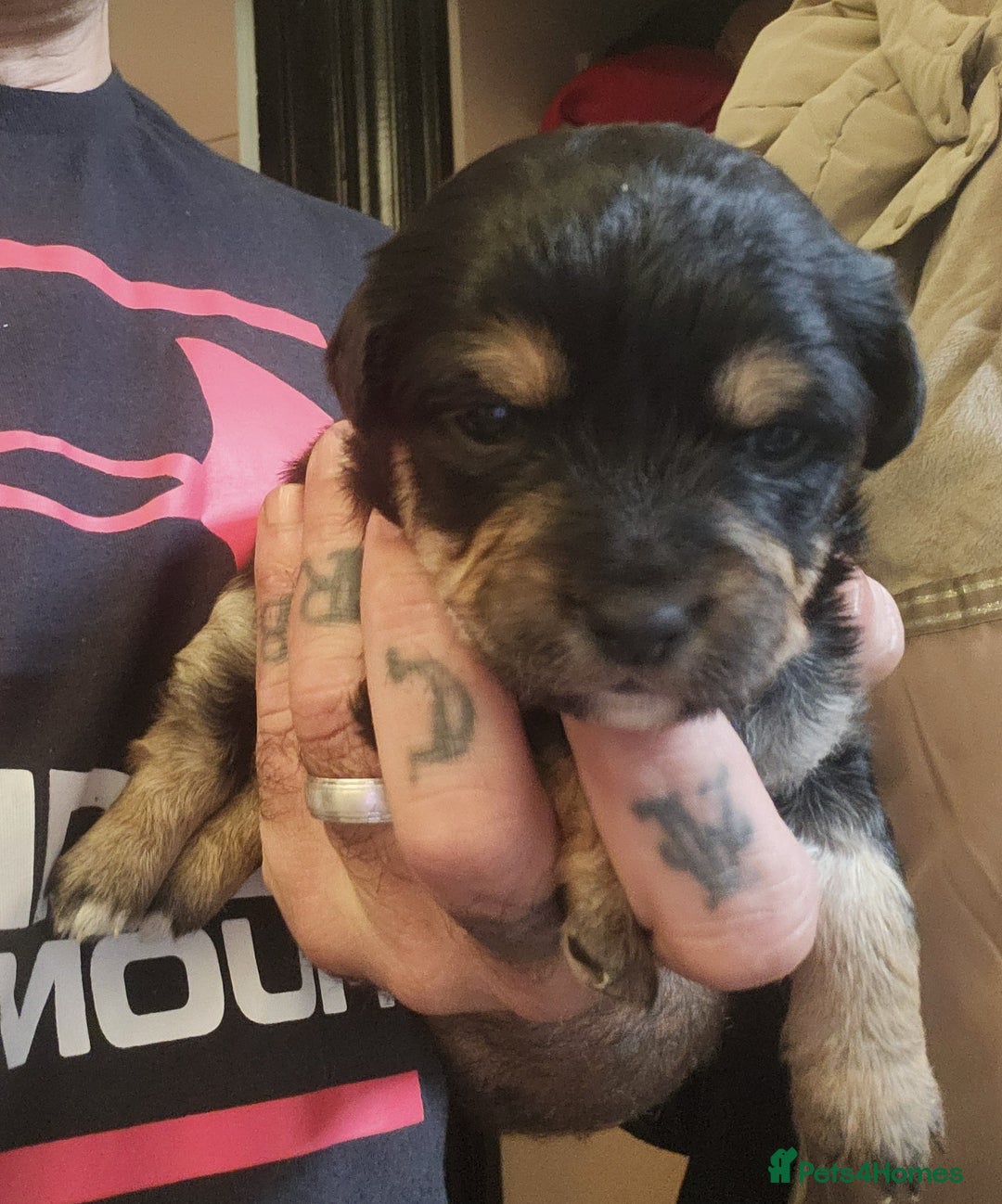 Mixed Breed dogs for sale: Beautiful jackchi puppies  - Image 5