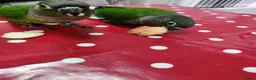 Conures birds for sale: Handreared conures - Advert 15