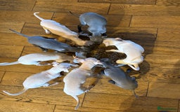 Italian Greyhound dogs for sale: Italian greyhound pups - Image 5