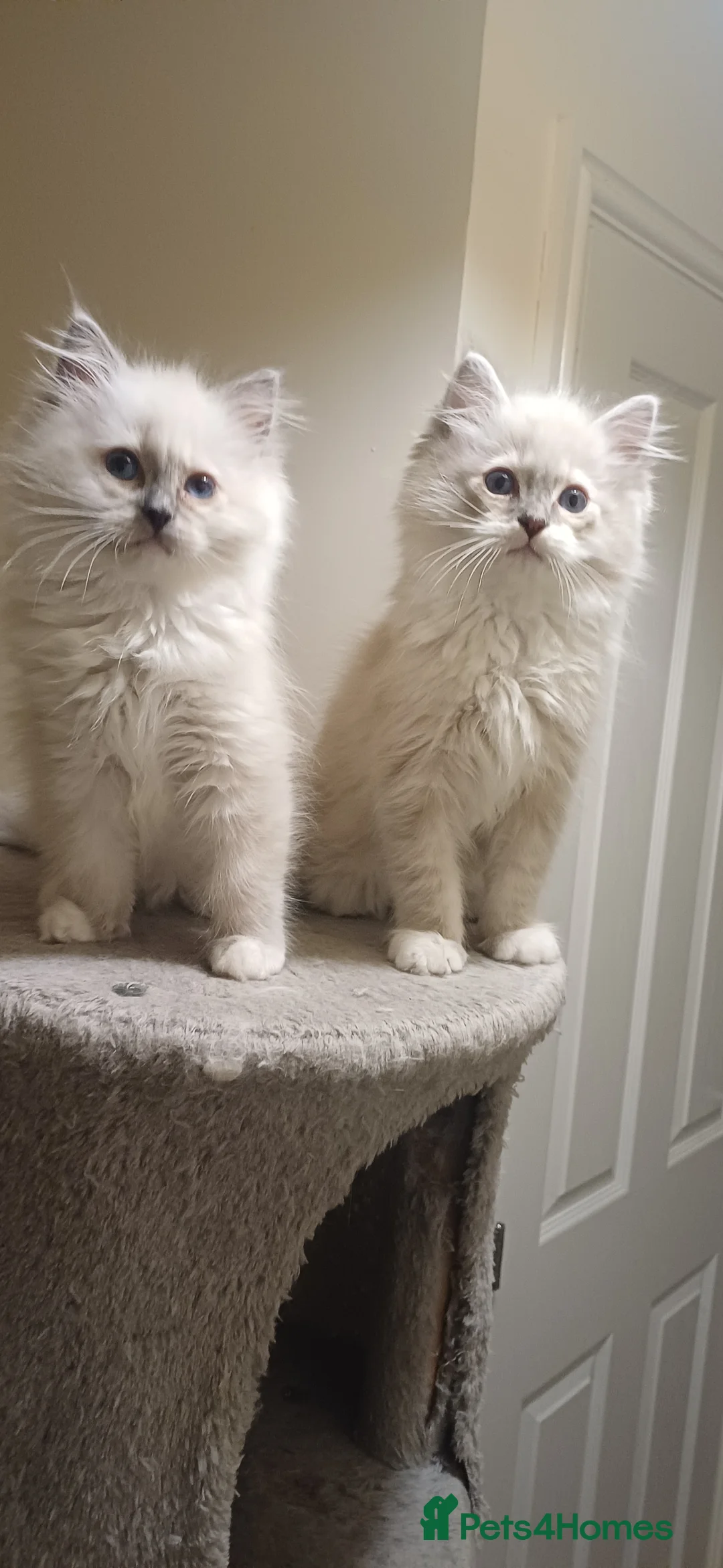 Ragdoll cats for sale: Beautiful litter available  - Advert 16
