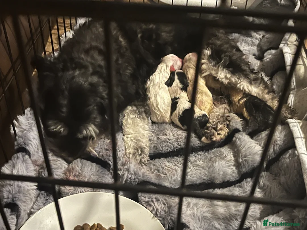 Maltipoo dogs for sale: Beautiful maltipoo puppies in Belper - Advert 1