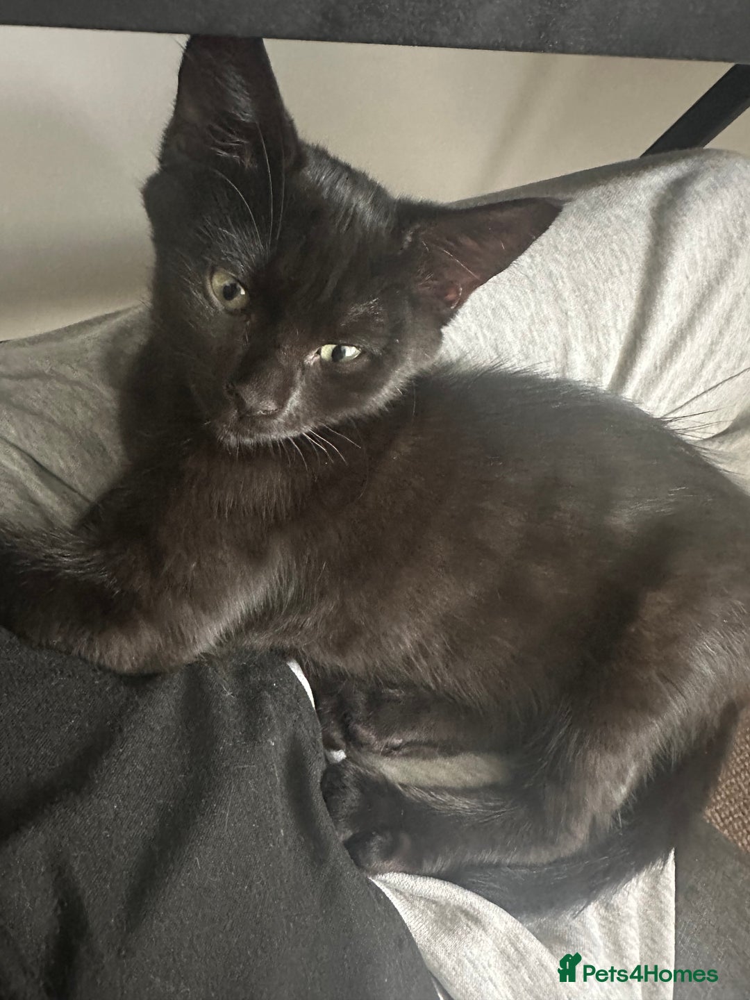 Maine Coon cats for sale: Kitten Maine Coons need rehoming asap in Port Talbot - Image 10