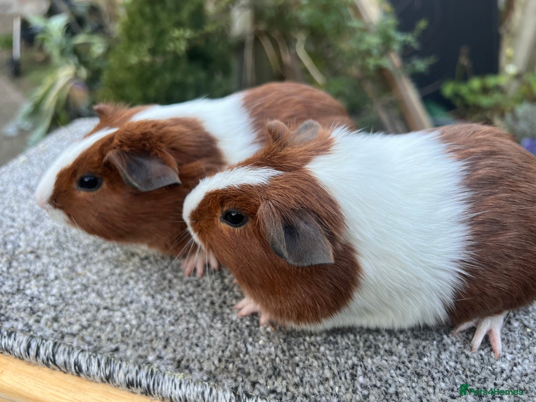 Guinea Pig rodents for sale: Pair of red Dutch sisters  - Advert 7