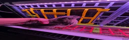 Quail poultry for sale: Male Coturnix Quail 8 weeks old free - Advert 1