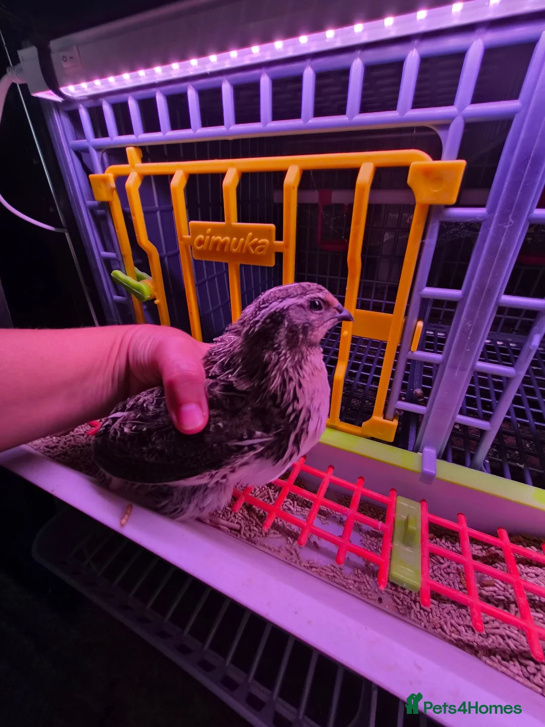 Quail poultry for sale: Male Coturnix Quail 8 weeks old free - Advert 1