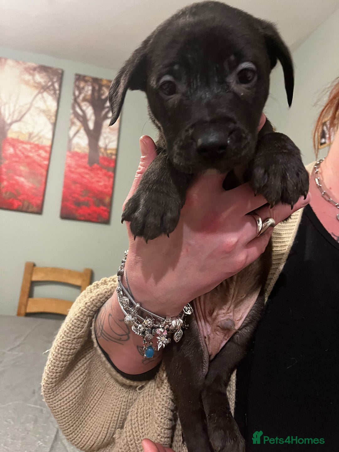 Mixed Breed dogs for sale: Bullador mixed puppies - Advert 2