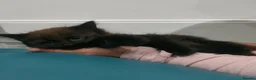 Mixed Breed cats for sale: Kittens 3 Boys and 2 Girls  in Leicester - Advert 14