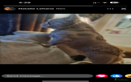 French Bulldog dogs for stud: ⭐️Bowser the fluffy stud⭐️ - Advert 8