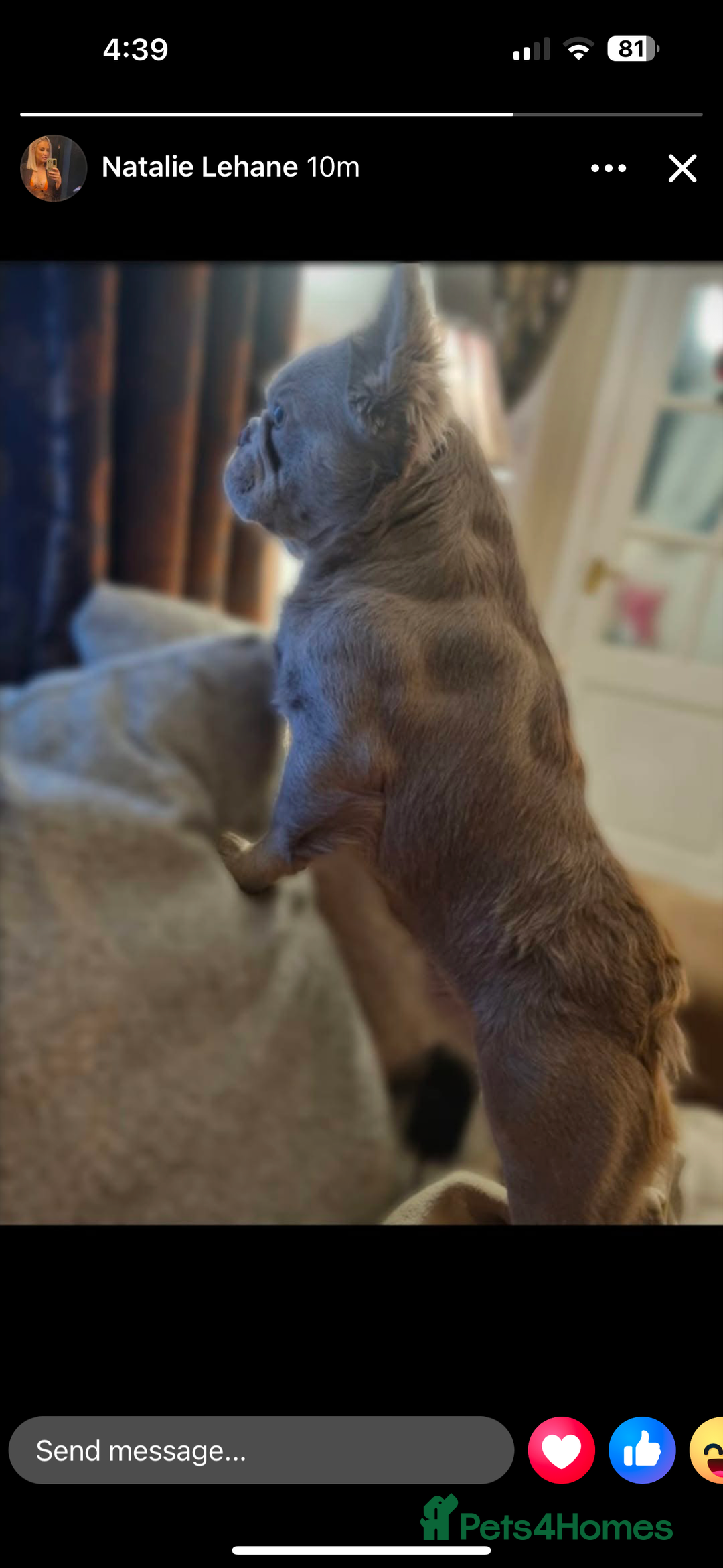 French Bulldog dogs for stud: ⭐️Bowser the fluffy stud⭐️ - Advert 8