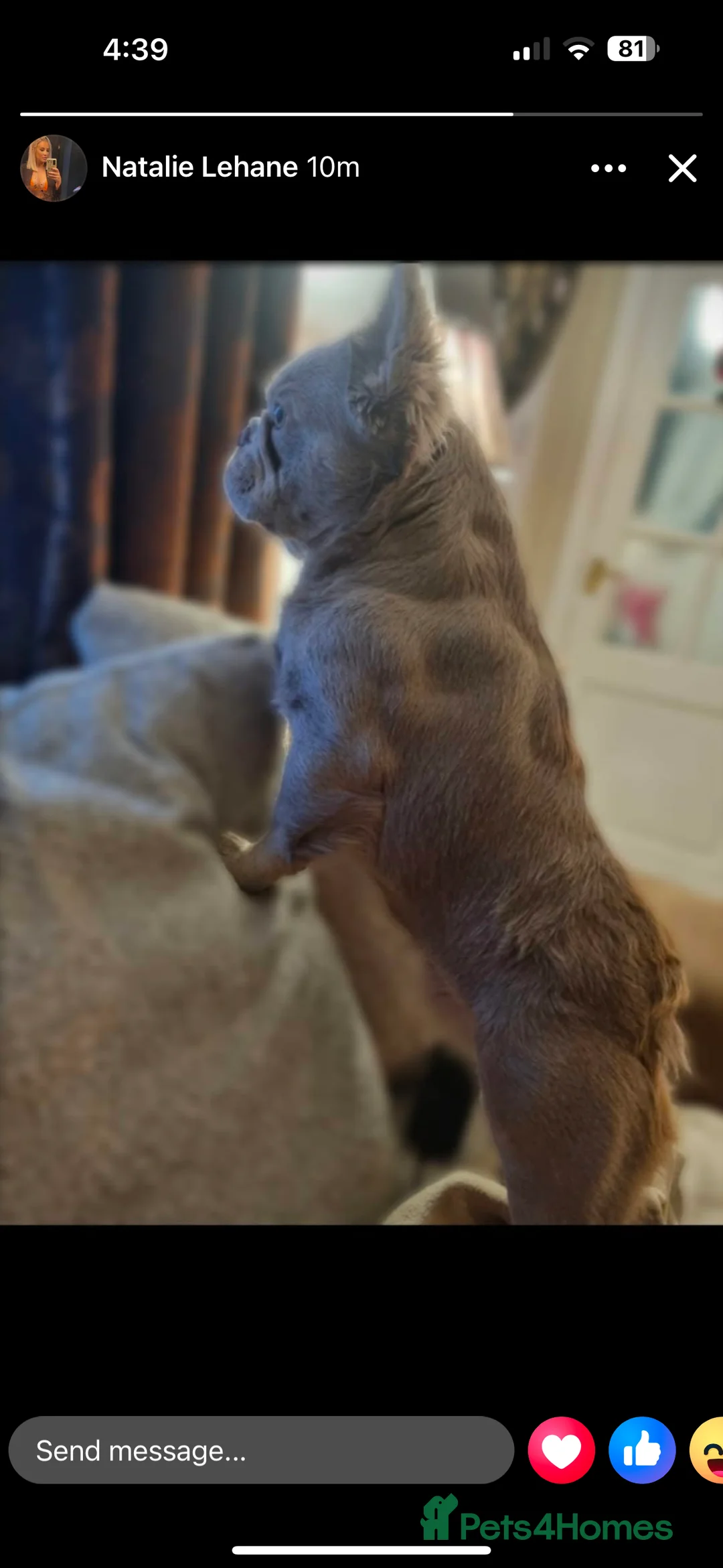 French Bulldog dogs for stud: ⭐️Bowser fluffy stud⭐️ - Advert 12