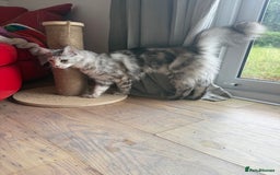 Maine Coon cats for sale: Two Maine Coon Kittens - Image 3