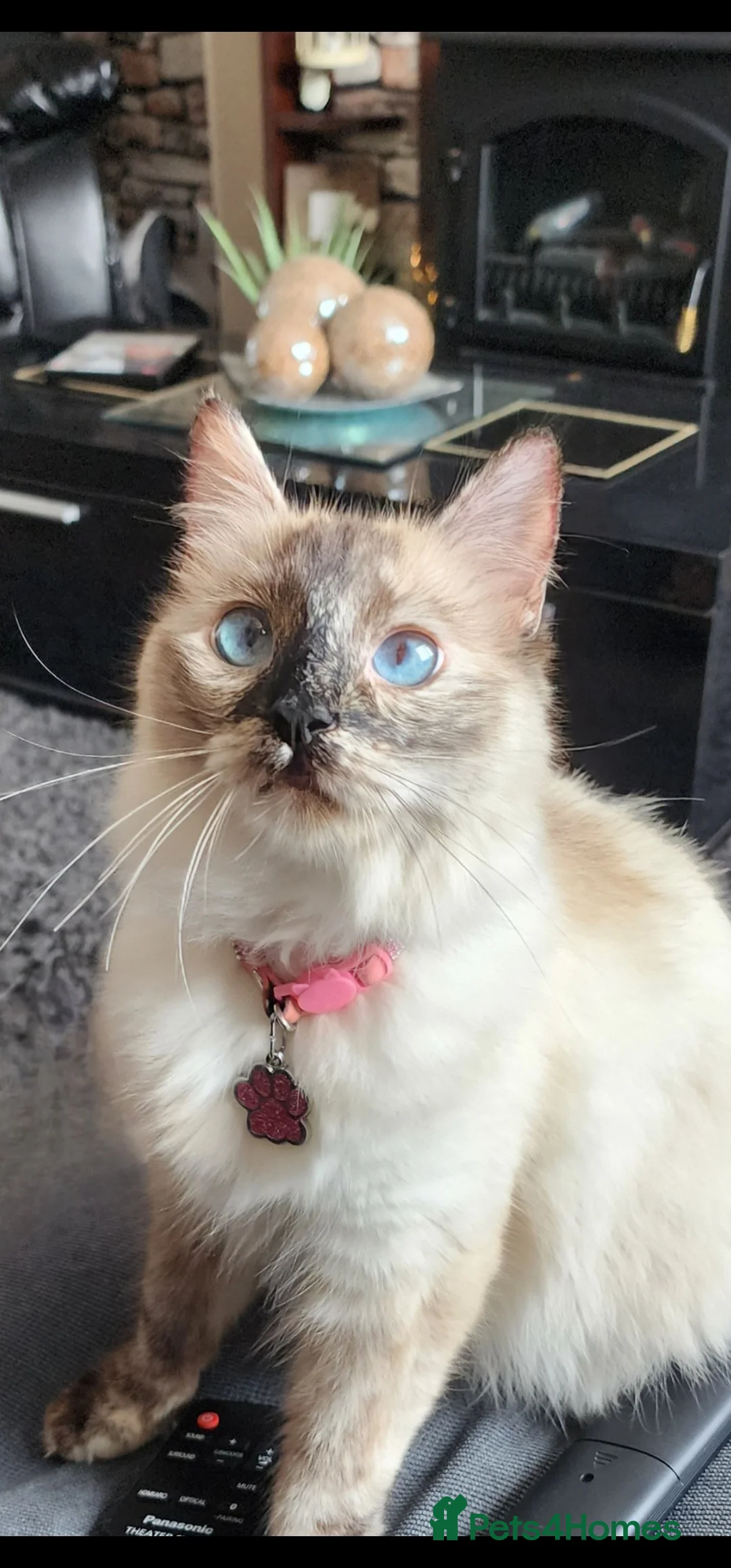 Ragdoll cats for sale: Female Tortie Ragdoll cat - Advert 4