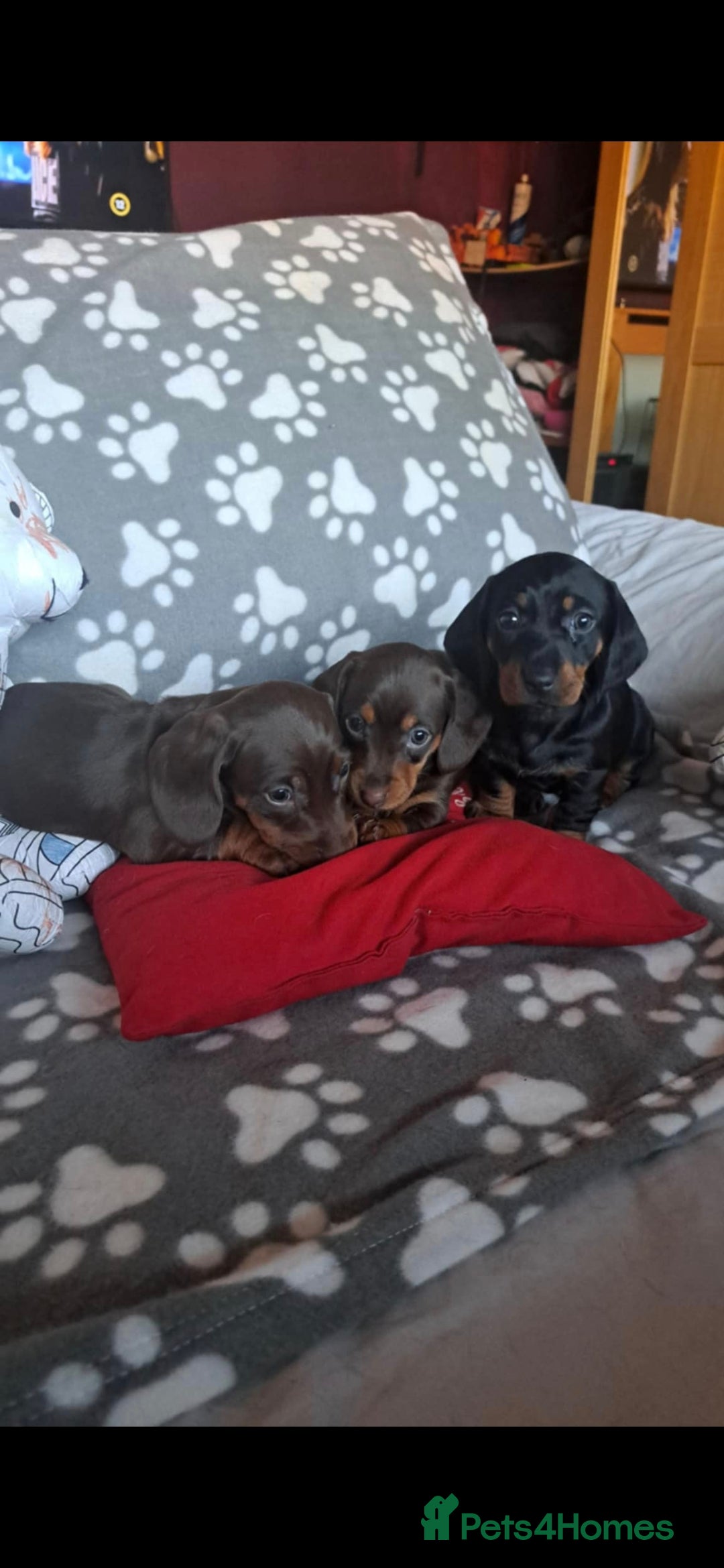 Dachshund dogs for sale: Beautiful Dachshund Puppies - Advert 31