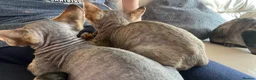 Devon Rex cats for sale: Two Devon Rex boys - Advert 3
