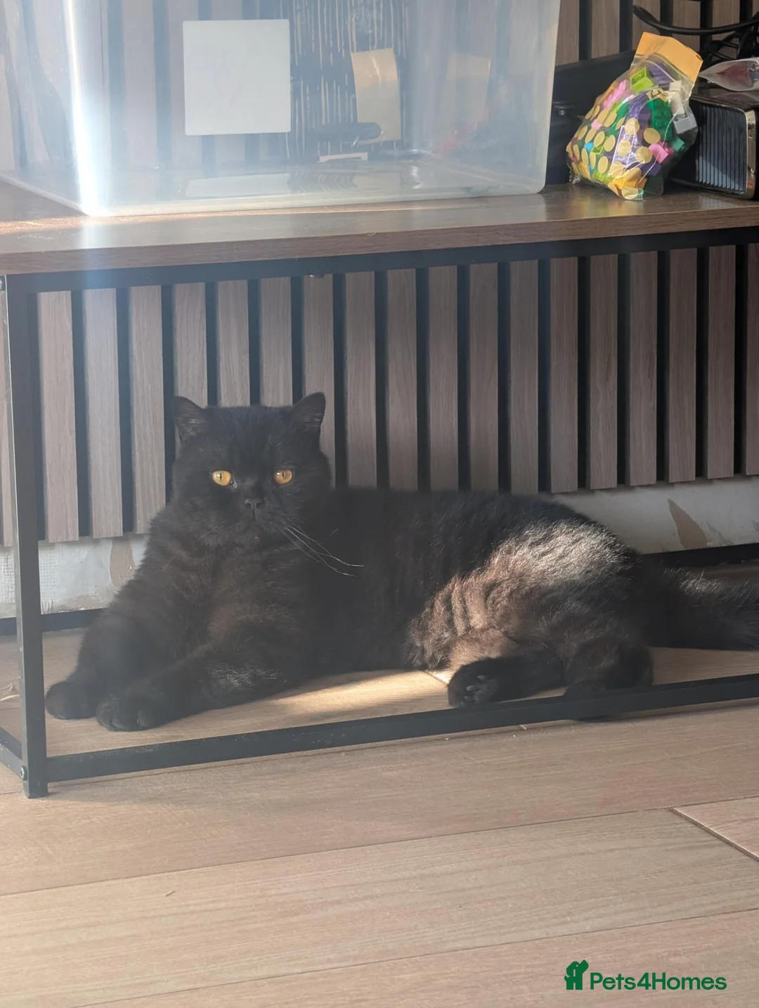 British Shorthair cats for sale: GCCF Black British shorthair male  - Advert 3