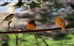 Canaries birds for sale: Canaries for sale beautiful markings  - Image 6