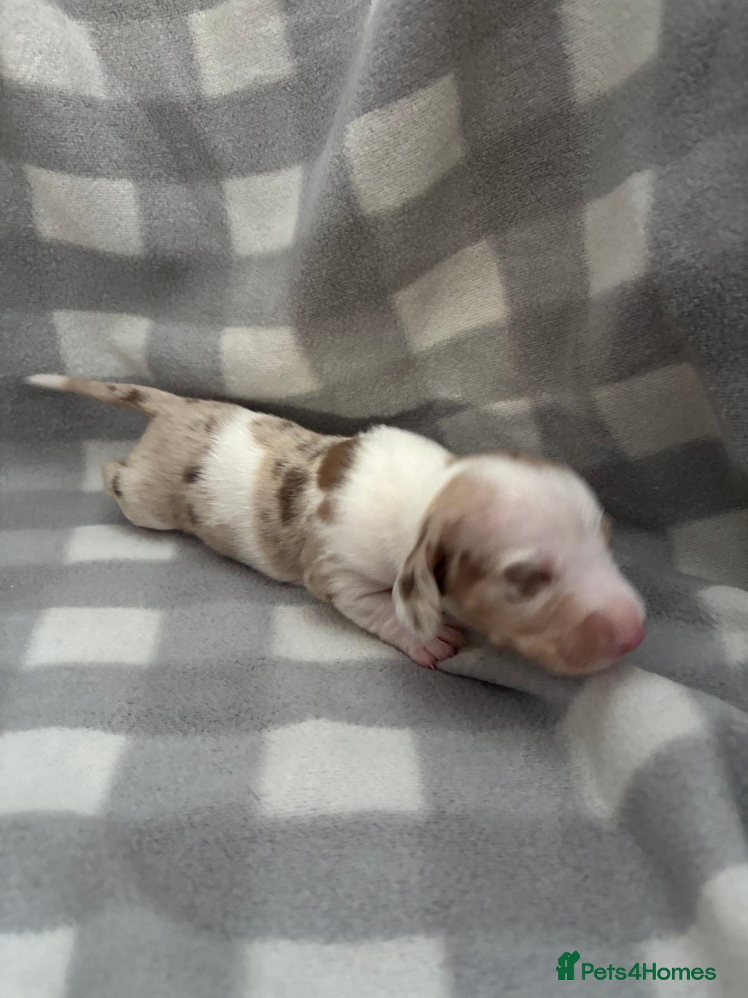 Dachshund dogs for sale: Dapple Dachshund Puppies (5 Girls, 1 Boy) - Image 12