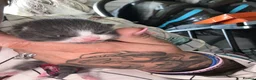 Mixed Breed cats for sale: 3 adorable babies! - Advert 3