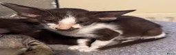 Oriental cats for sale: GCCF Oriental kittens  - Advert 15