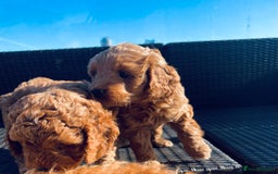 Mixed Breed dogs for sale: Out standing Labradoodle from a loving home  - Image 5