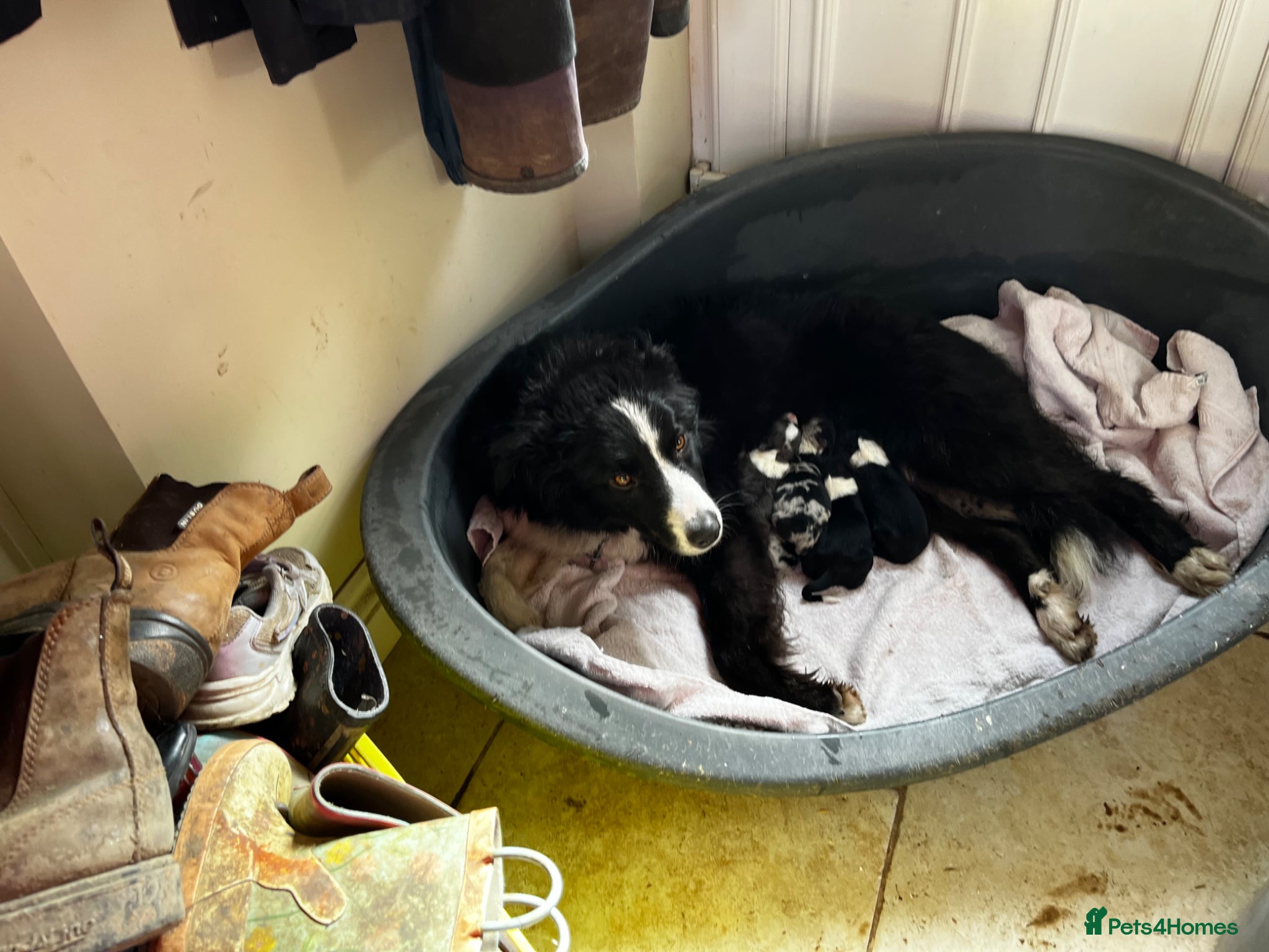 Border Collie dogs KC/ISDS Registered Beautiful Border Collie Pups - Advert 2